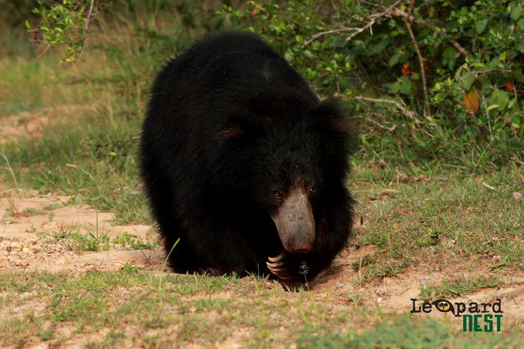 Hotel Leopard Nest - Glamping In Yala Esterno foto