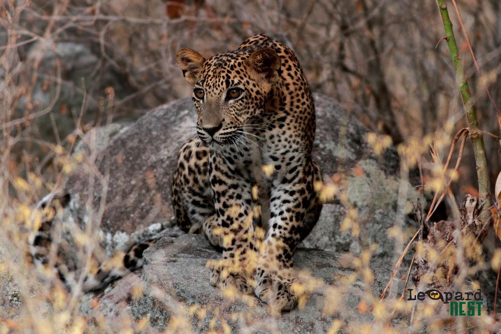 Hotel Leopard Nest - Glamping In Yala Esterno foto